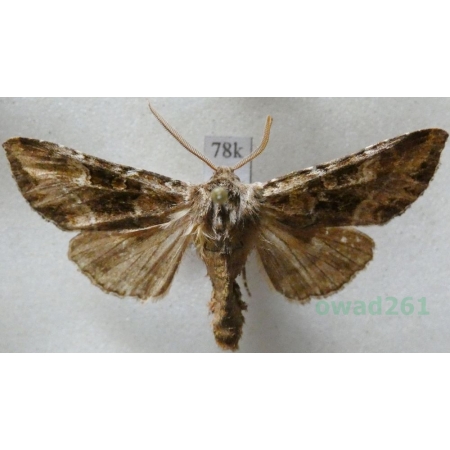 Blepharita amica (Treitschke, 1825) Finlad78k